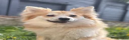 Pomeranian dogs for stud: PROVEN Pomeranian for STUD  - Advert 1