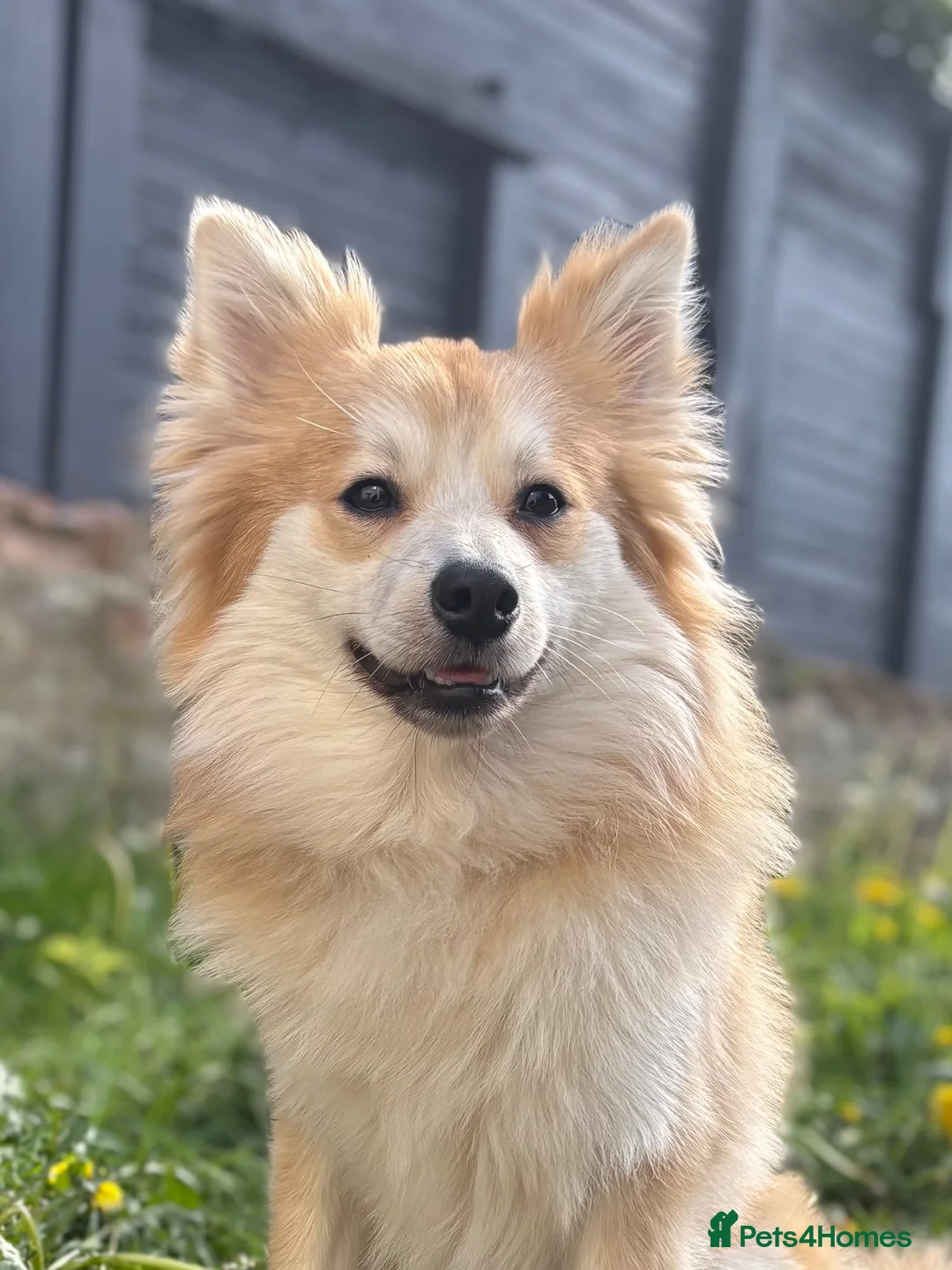 Pomeranian dogs for stud: PROVEN Pomeranian for STUD  - Advert 1