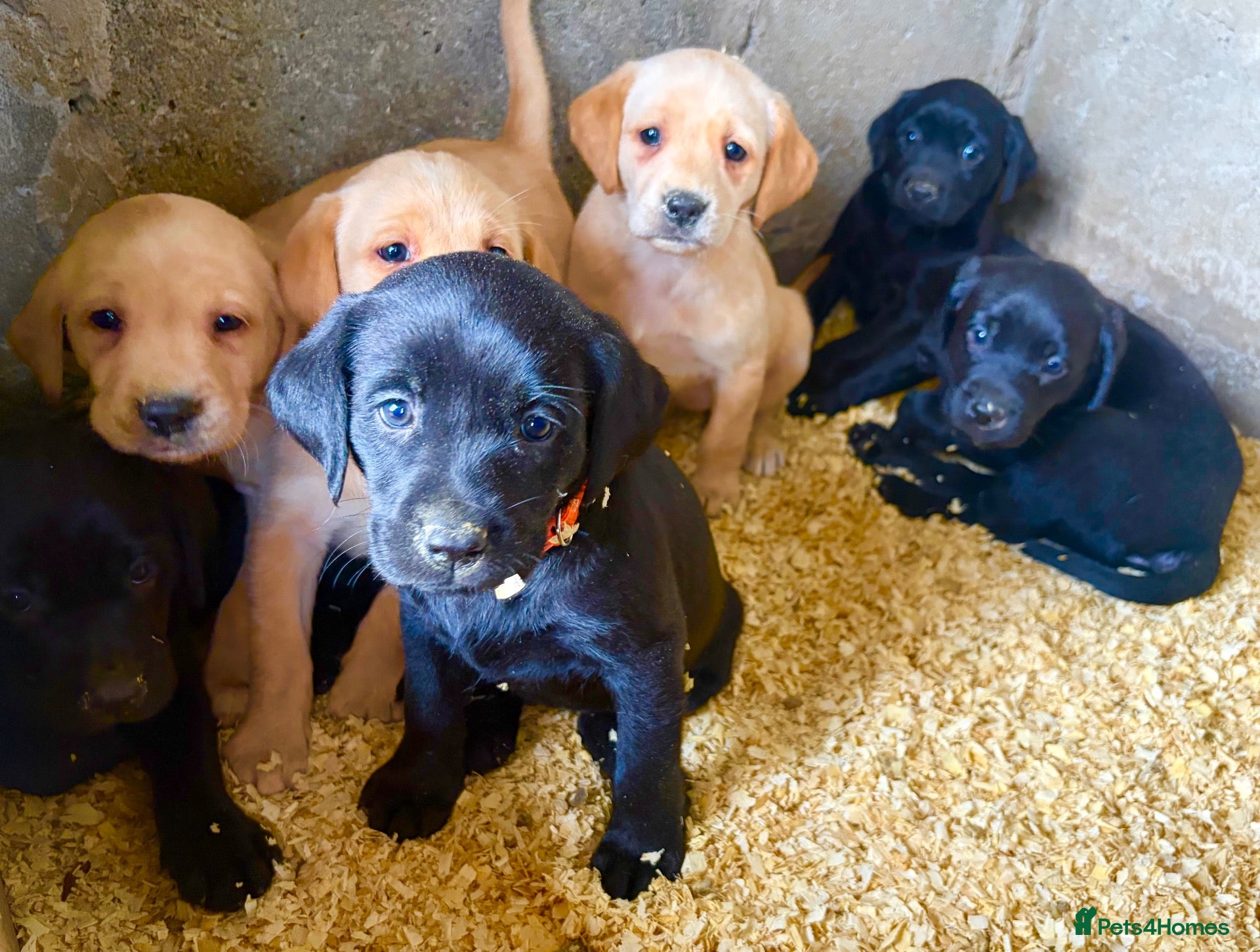 Labrador Retriever dogs KC Labradors puppies  - Advert 14