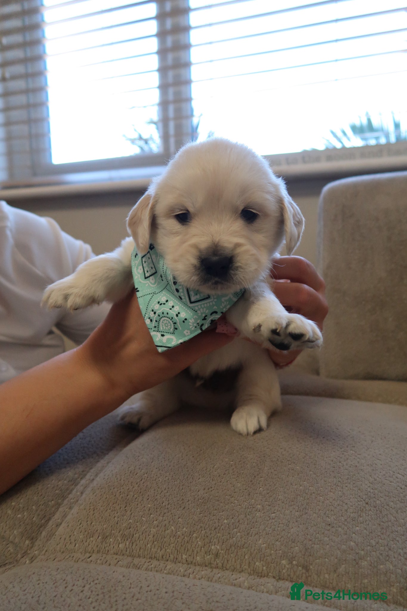 Golden Retriever dogs for sale: Pure bread puppies - Advert 17