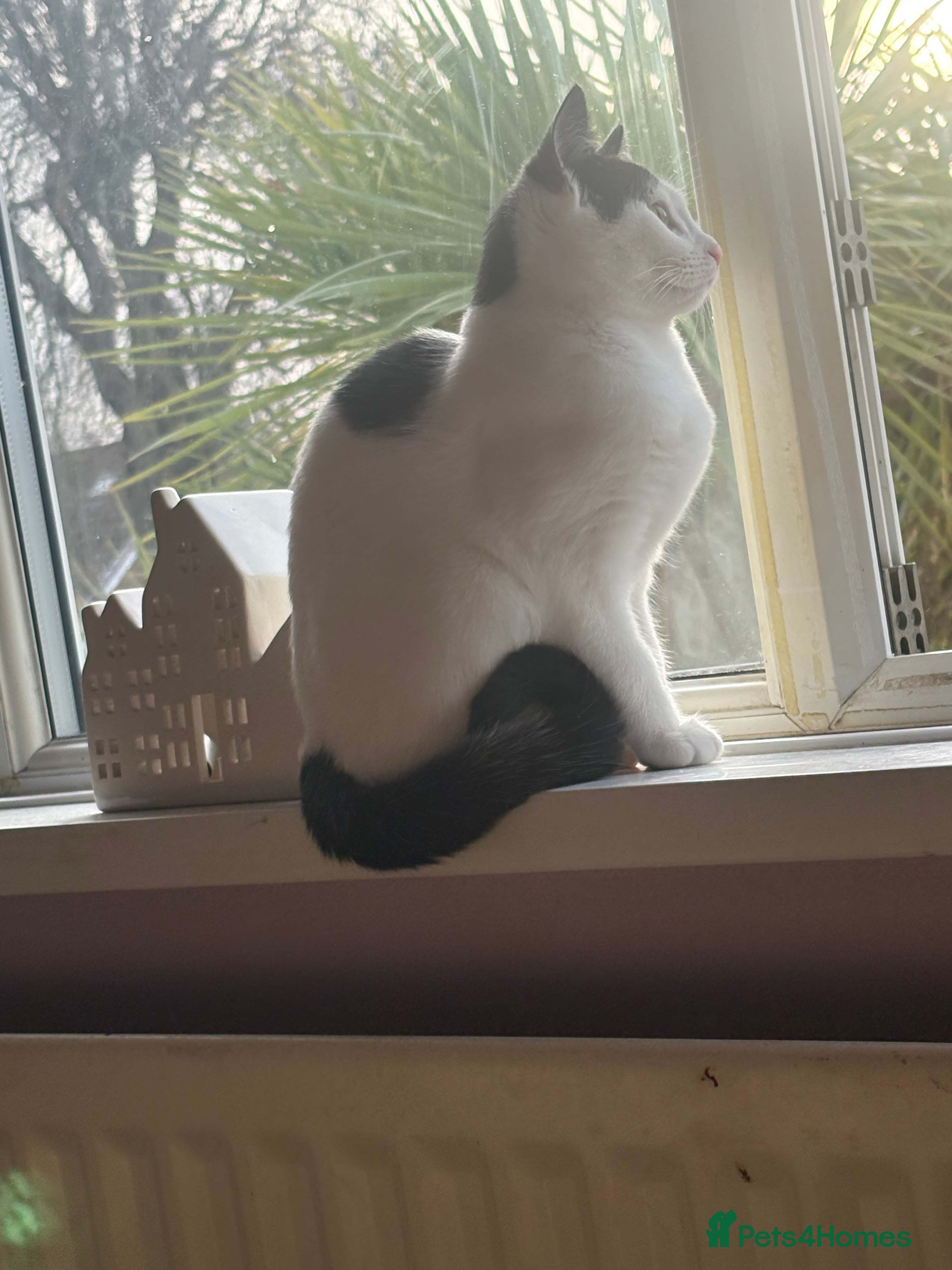 Mixed Breed cats Beautiful kitten for sale - Advert 1