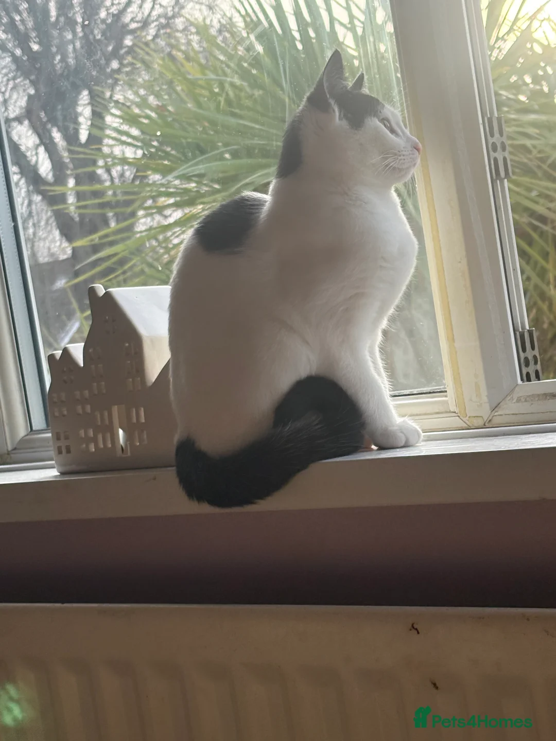 Mixed Breed cats for sale: Beautiful kitten for sale - Advert 1