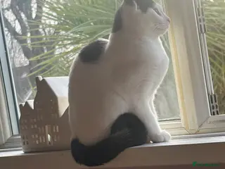 Mixed Breed cats Beautiful kitten for sale - Advert 1