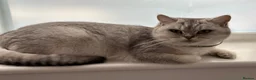 British Shorthair cats for sale: Silver Champion Line British Shorthair - Advert 8