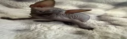 Sphynx cats for sale: Sphynx canadian kittens ready niw  - Advert 20