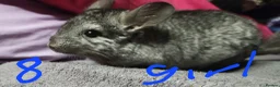 Chinchilla rodents for sale: Baby female chinchillas for sale  - Advert 2