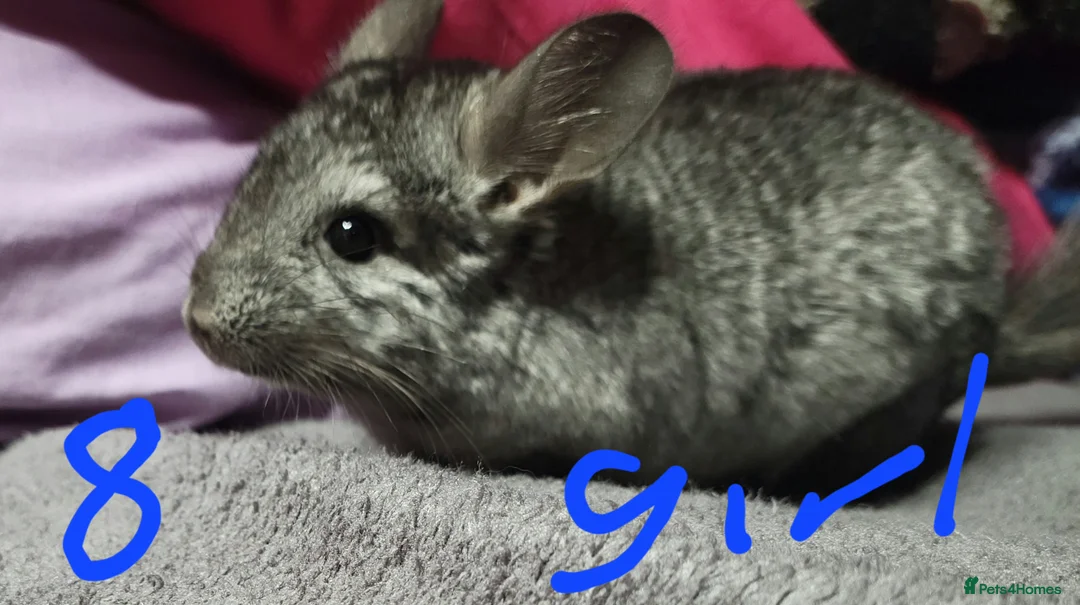 Chinchilla rodents for sale: Baby female chinchillas for sale  - Advert 2