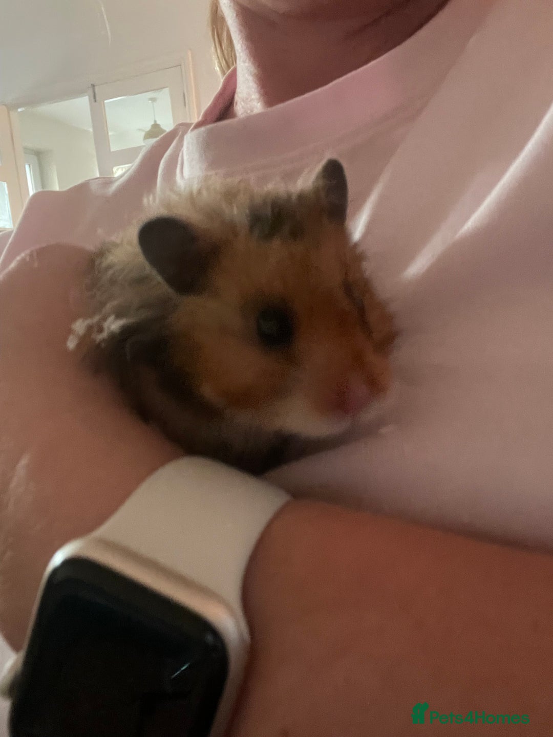 Hamster rodents for sale: Rolo our fluffy Syrian hamster  - Image 3