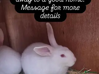 New Zealand rabbits 2x White New Zealand Rabbits - Advert 2