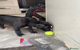 Staffordshire Bull Terrier dogs for sale: Original "old-time" black Staffy pups *rare* - Image 4