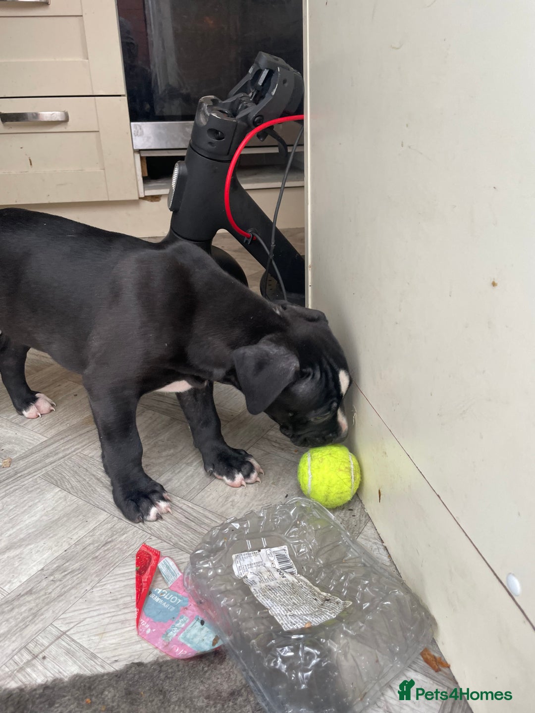 Staffordshire Bull Terrier dogs for sale: Original "old-time" black Staffy pups *rare* - Image 4