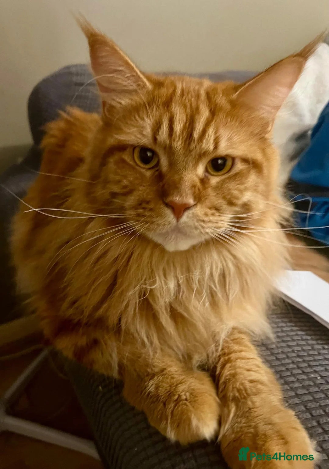 Maine Coon cats for sale: Maine coon - Advert 1