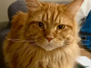 Maine Coon cats Maine coon - Advert 1