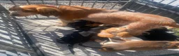 Cocker Spaniel dogs for sale: Gorgeous Cocker Spaniel puppies - Advert 1
