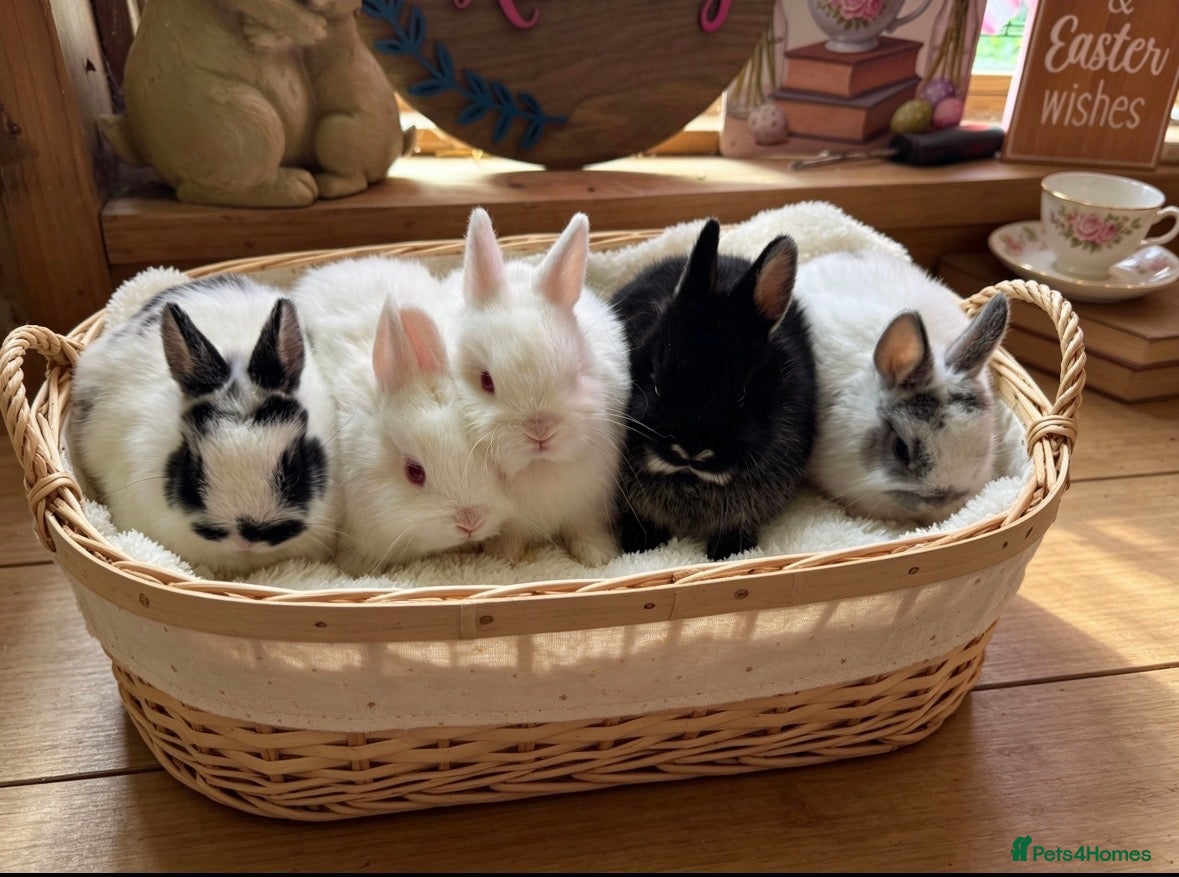 Netherland Dwarf rabbits  Neverland adults free & babie in pic are £100  - Advert 14