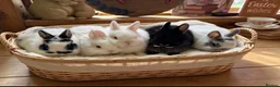 Netherland Dwarf rabbits for sale: Pedigree Netherland dwarf babies   - Advert 2