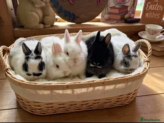 Netherland Dwarf rabbits Neverland adults free & babie in pic are £100 - Advert 14