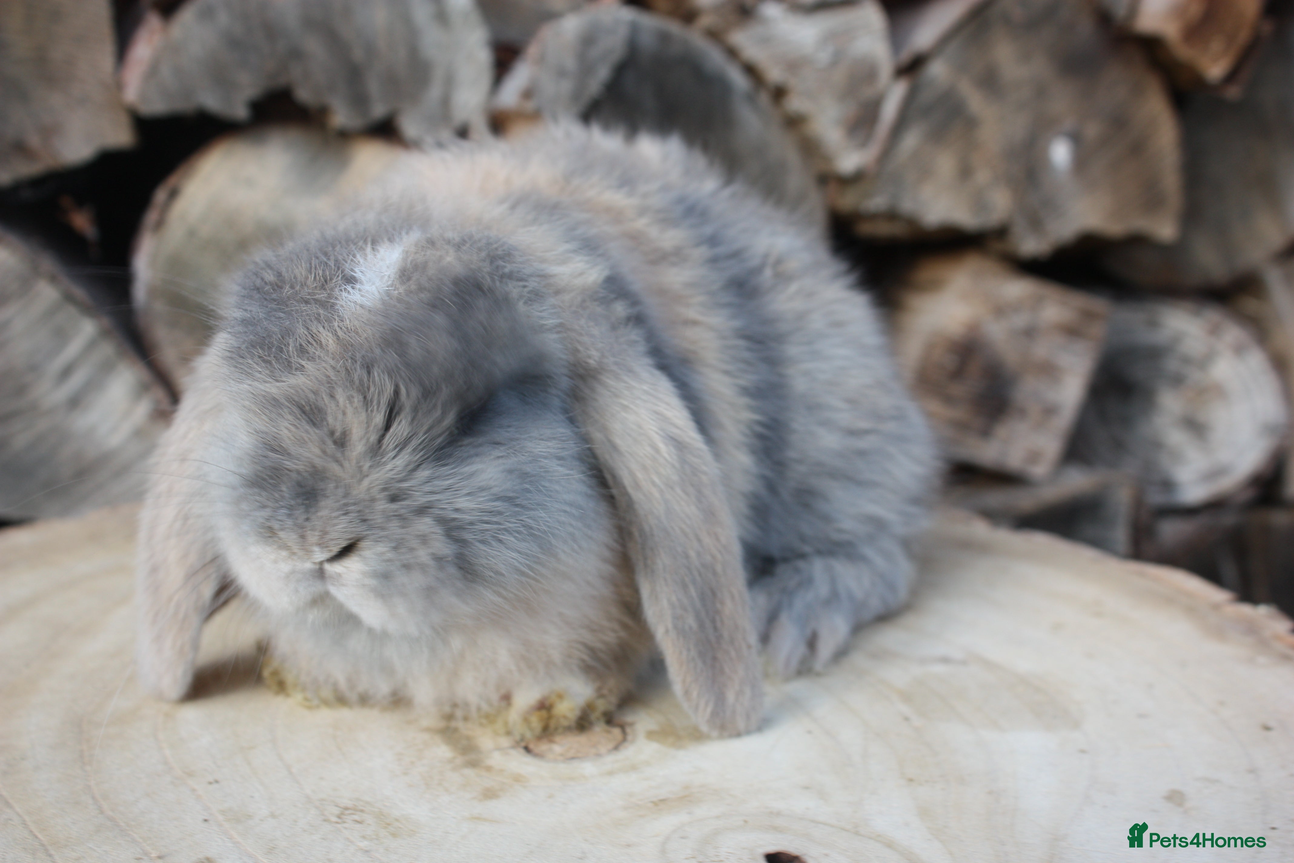 Mini Lop rabbits Mini lop baby rabbits  - Advert 13