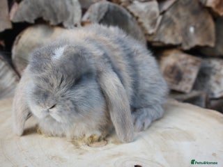 Mini Lop rabbits Mini lop baby rabbits - Advert 13