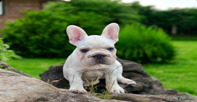 French Bulldog dogs - Advert 6