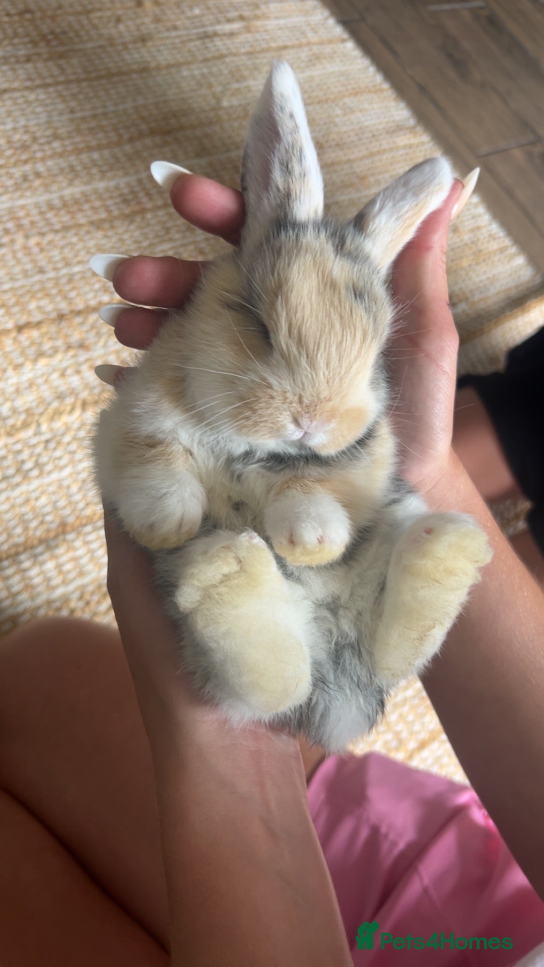 Mini Lop rabbits Beautiful giant French-mini lops  - Advert 1