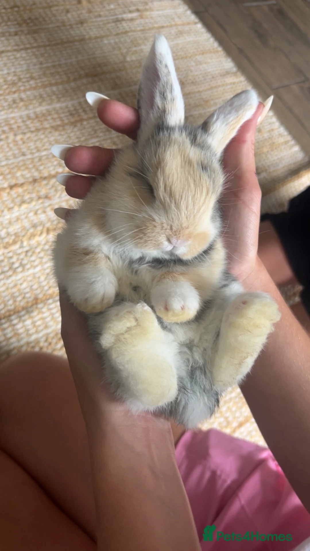 Mini Lop rabbits for sale: Beautiful giant French-mini lops  - Advert 1
