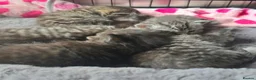 Persian cats for sale: beautiful Persian kittens 5.5 weekss - Advert 11