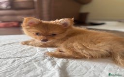Pomeranian dogs for sale:  Adorable Pomeranian puppies  - Image 1