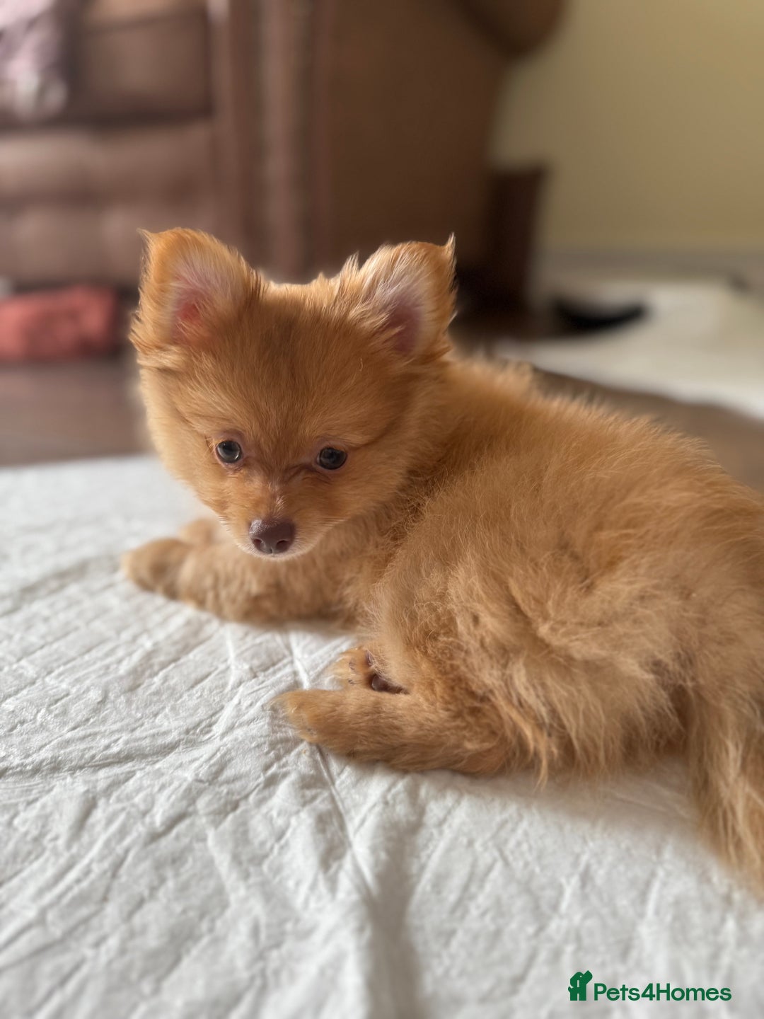 Pomeranian dogs for sale:  Adorable Pomeranian puppies  - Image 1