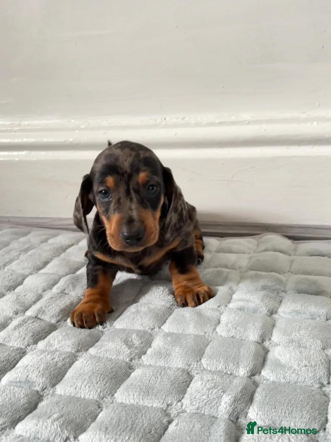 Dachshund dogs for sale: Beautiful Dachshund  in Nelson - Advert 21
