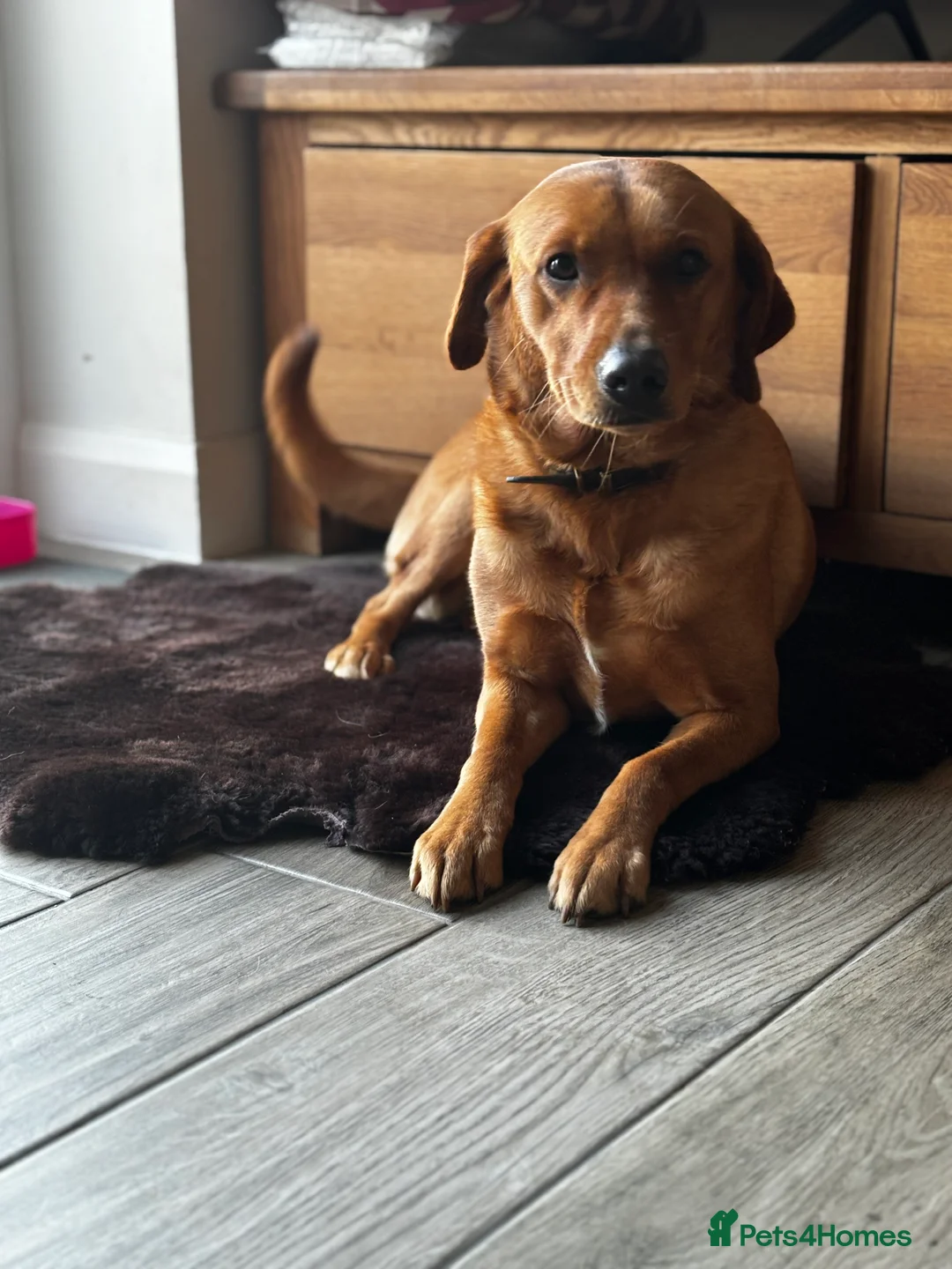 Labrador Retriever dogs for sale: Beautiful Fox Red Pedigree Labradors - Advert 1