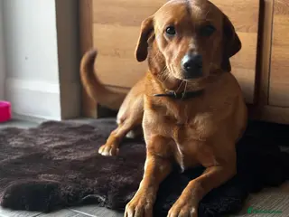 Labrador Retriever dogs Beautiful Fox Red Pedigree Labradors - Advert 1