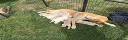 Labrador Retriever dogs for sale: Labrador retriever puppies.  - Advert 6