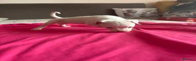 American Bully 13