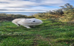 Samoyed dogs for stud: Samoyed  - Image 6
