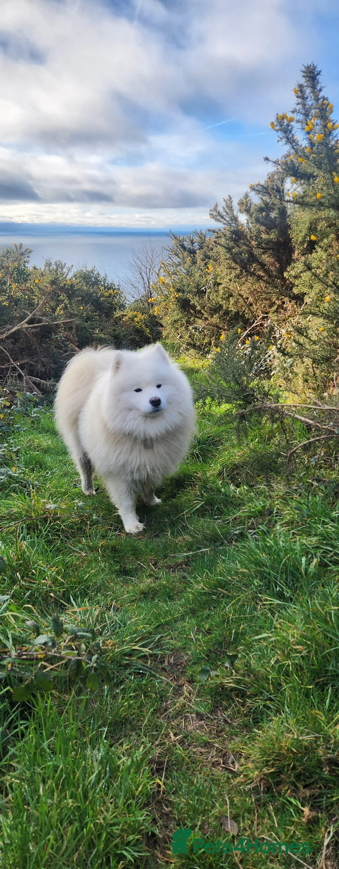 Samoyed dogs for stud: Samoyed  - Advert 6