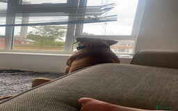 Mixed Breed dogs for sale: Mastiff  - Image 1
