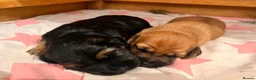 Mixed Breed dogs for sale: Miniature Daschund x 1/8th Border Terrier Puppies in Grantham - Advert 12