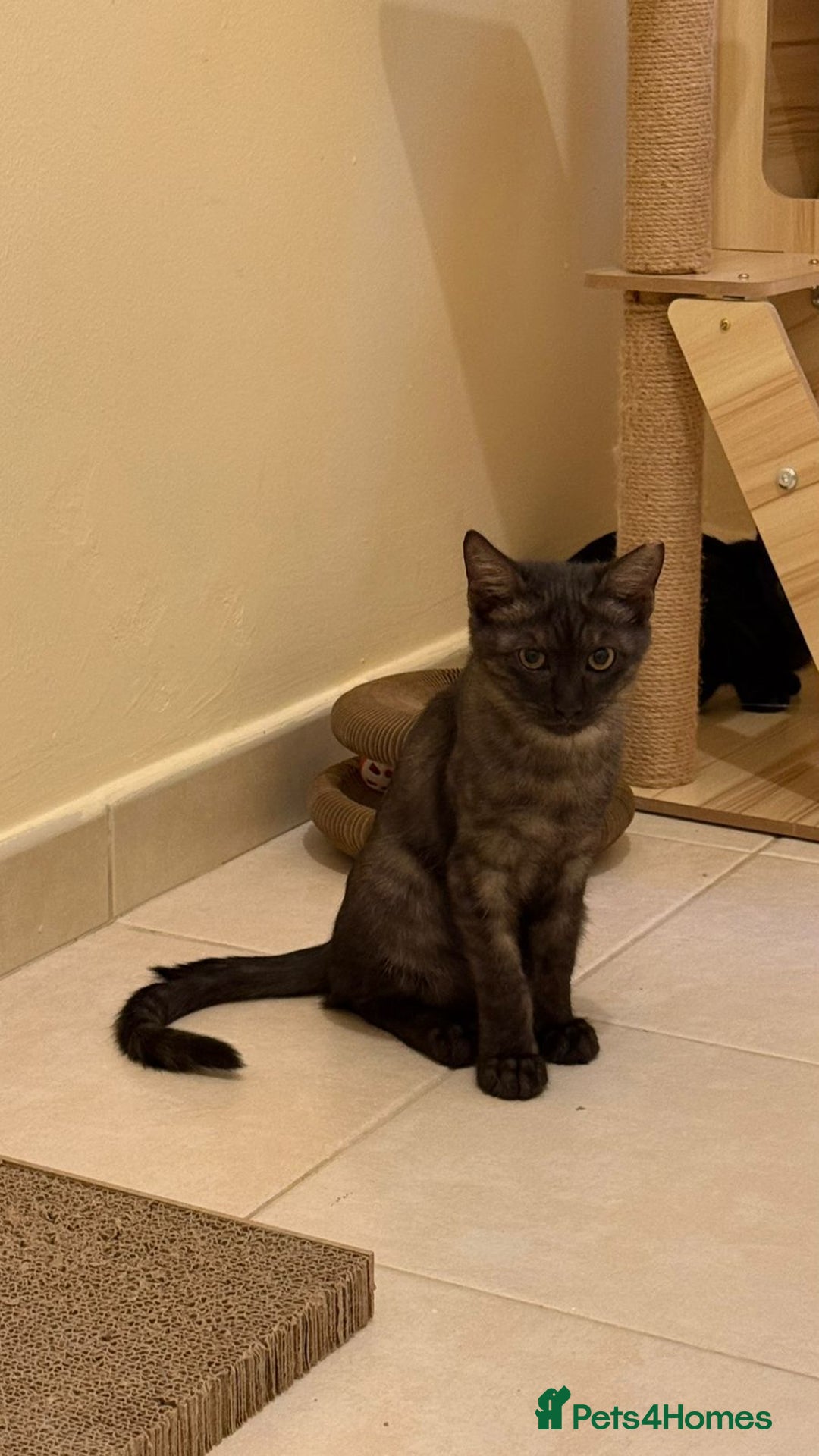 Mixed Breed cats for adoption: [Indoors Only] Lovely & Playful Trio Brothers - Advert 14