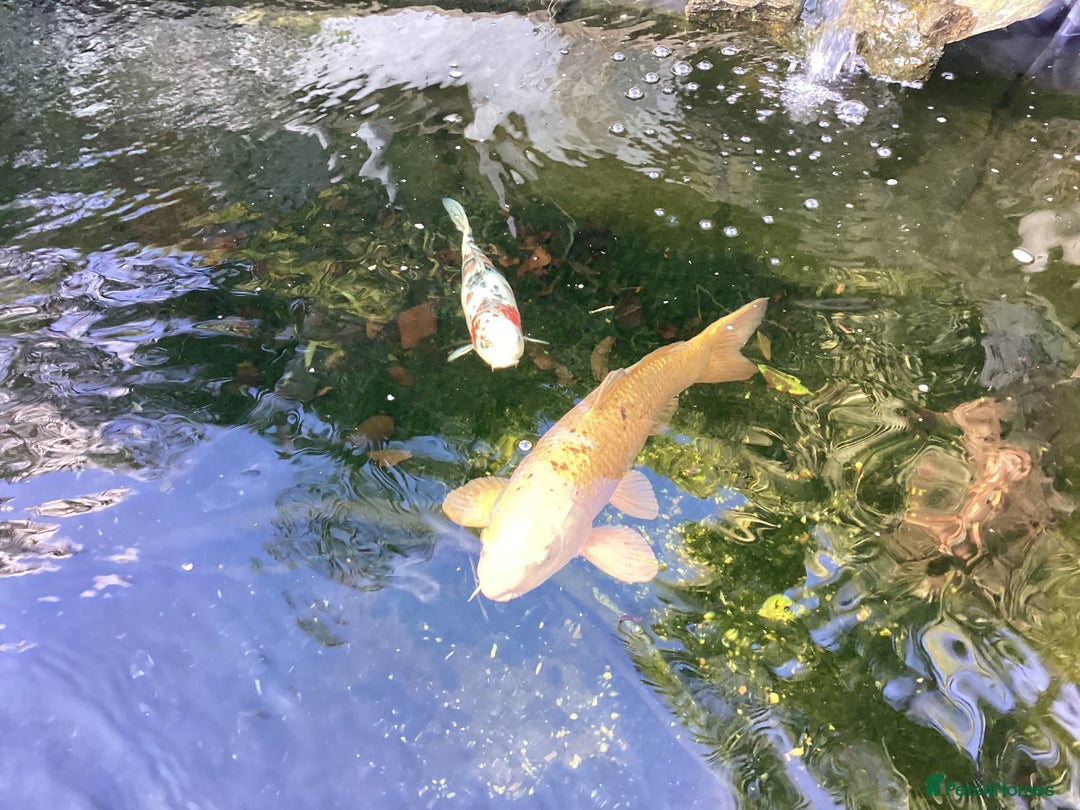 Pond Fish fish for sale: Koi Carps - Advert 6