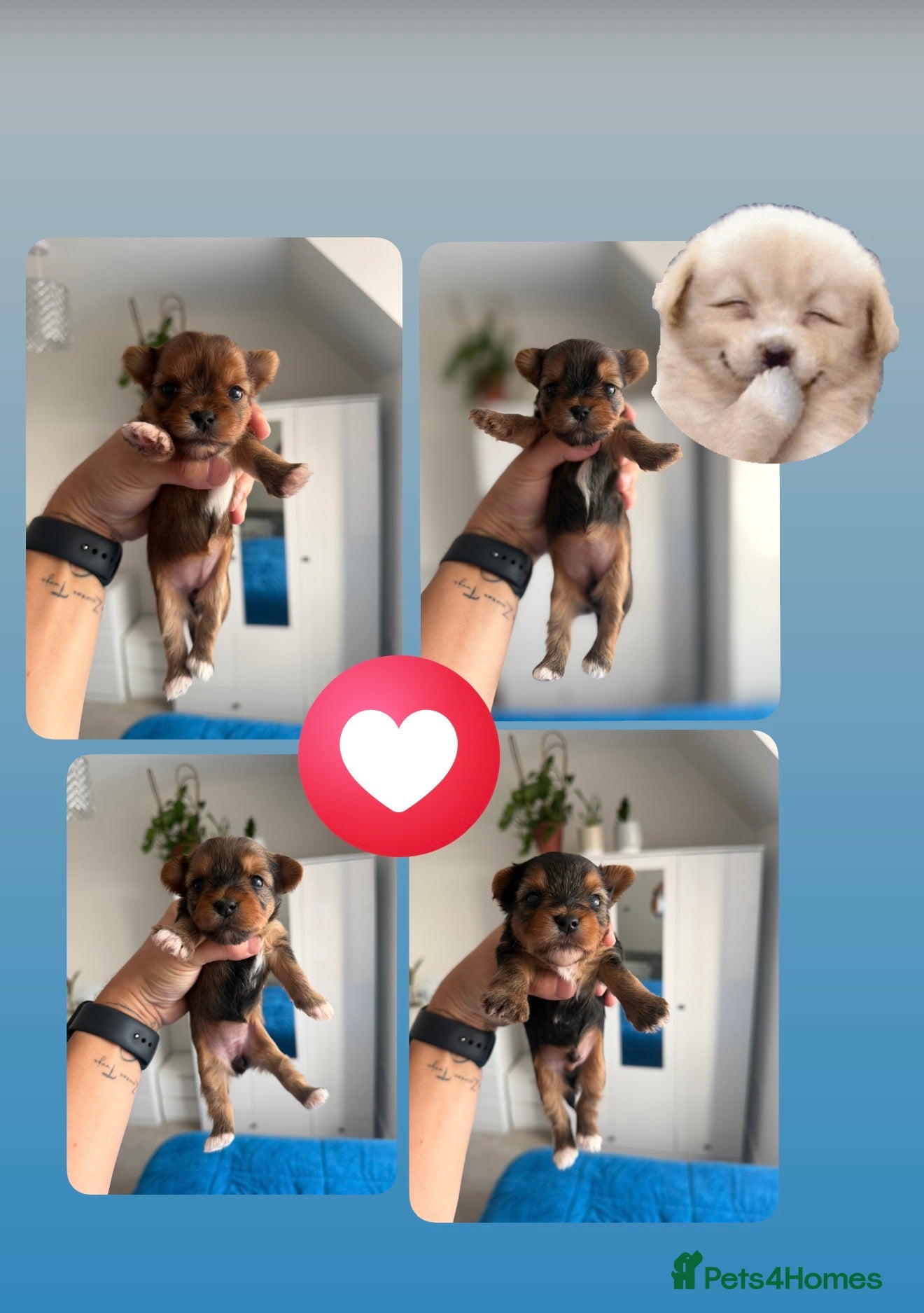 Yorkshire Terrier dogs 🌺 Pedigree Tiny Yorkie Puppies- Rare Colors 🌺 - Advert 6