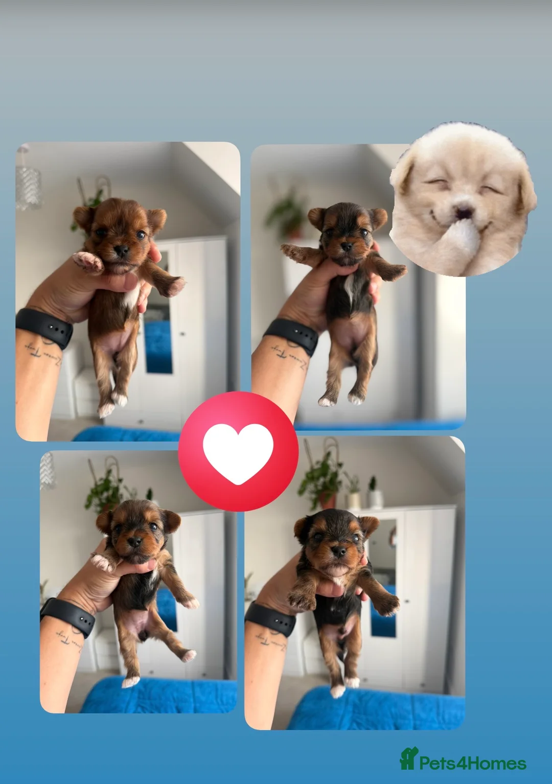 Yorkshire Terrier dogs for sale: 🌺 Pedigree Tiny Yorkie Puppies- Rare Colors 🌺 - Advert 1