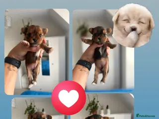 Yorkshire Terrier dogs 🌺 Pedigree Tiny Yorkie Puppies- Rare Colors 🌺 - Advert 1