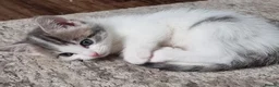 Domestic Shorthair cats for sale: Kittens for sale - Advert 7