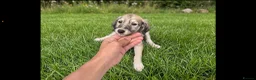 Saluki dogs for sale: Saluki puppies - Advert 4