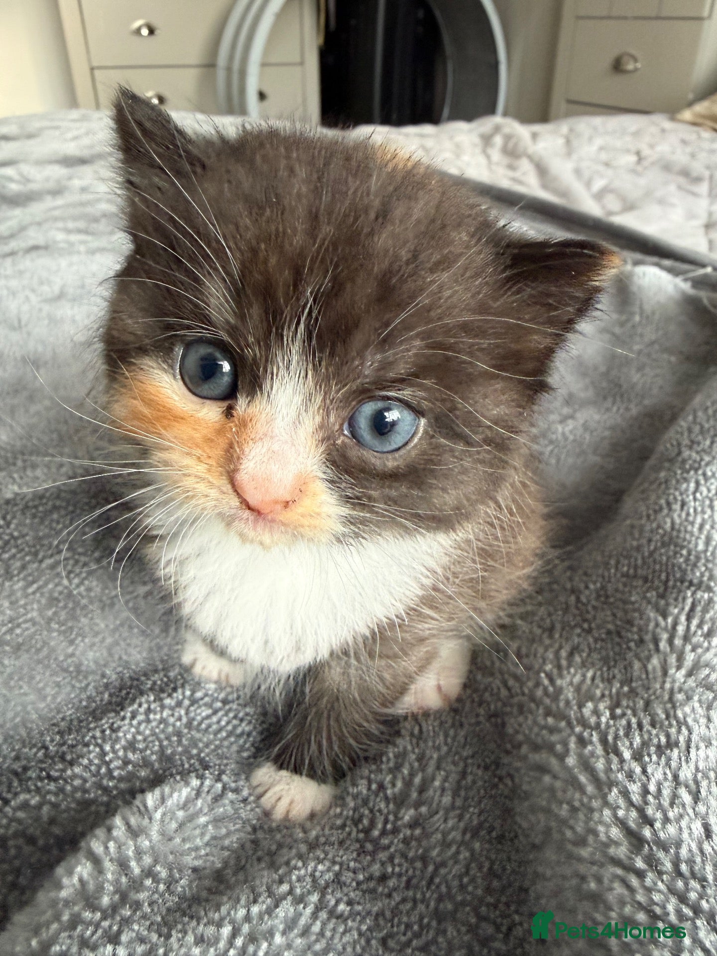 Mixed Breed cats Agnes - Advert 2