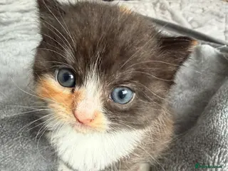 Mixed Breed cats Agnes - Advert 12