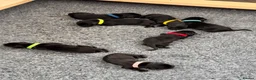 Labrador Retriever dogs for sale: Black Labrador puppies  in Canterbury - Advert 6