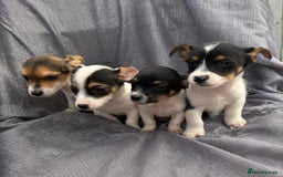 Jack Russell dogs for sale: Jack russell - Image 4