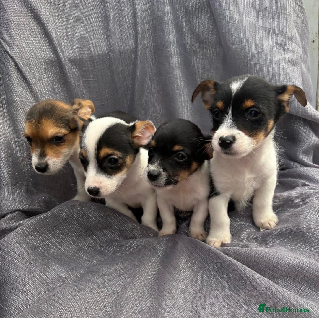Jack Russell dogs for sale: Jack russell - Image 4